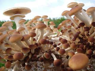Name:  147_320.jpg
Views: 14836
Size:  12.1 KB
