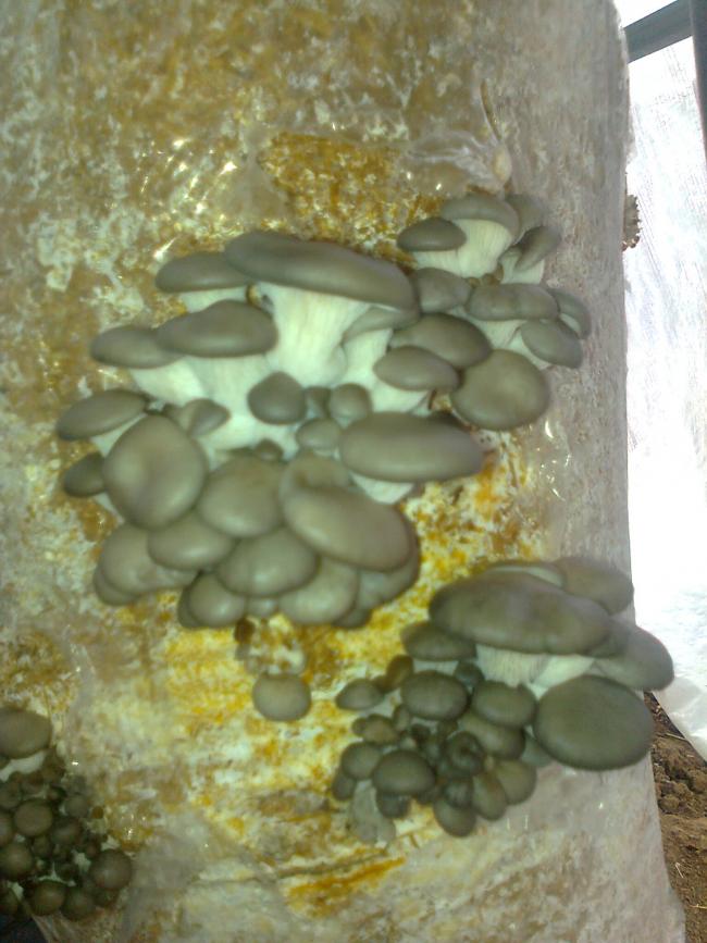 Name:  Fotoraf0342.jpg
Views: 36096
Size:  68.5 KB
