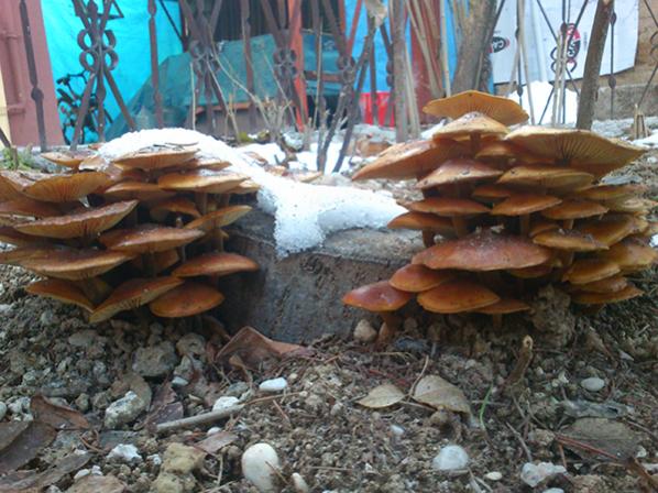 Name:  ihlamur_agaci_mantar.jpg
Views: 12425
Size:  57.5 KB