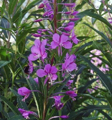 Name:  Epilobium angustifolium1.jpg
Views: 2354
Size:  59.9 KB