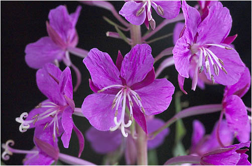 Name:  Epilobium angustifolium2.jpg
Views: 2632
Size:  49.4 KB