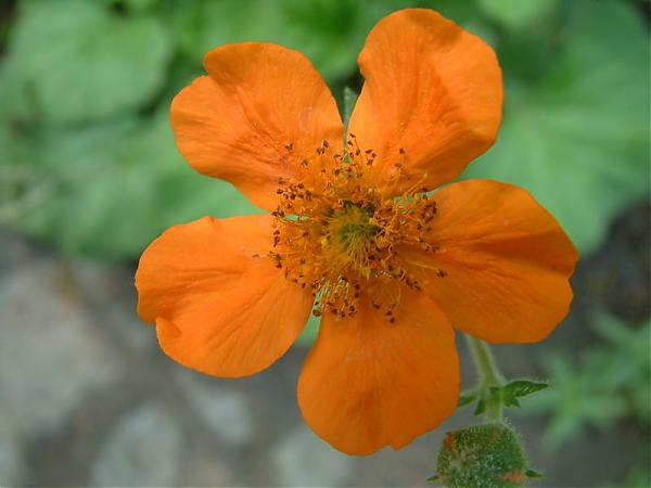 Name:  Geum coccineum.jpg
Views: 1539
Size:  27.0 KB