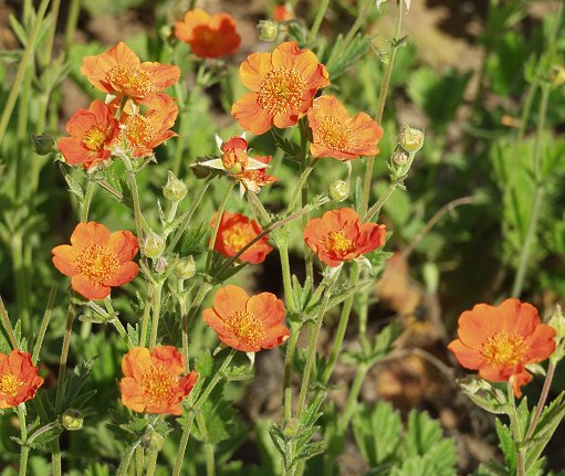 Name:  Geum coccineum1.jpg
Views: 1232
Size:  67.3 KB