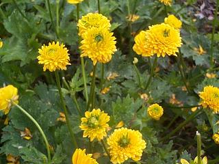 Name:  Ranunculus constantinopolitanus.jpg
Views: 2117
Size:  41.3 KB