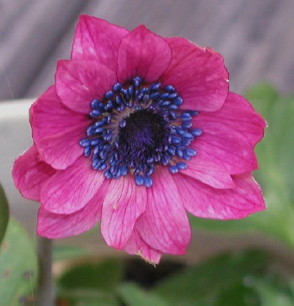 Name:  Anemone_pavonina.jpg
Views: 2658
Size:  48.0 KB