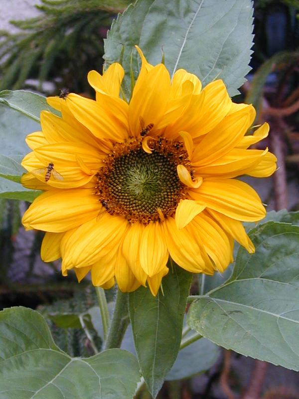 Name:  Helianthus annuus.jpg
Views: 6538
Size:  69.3 KB