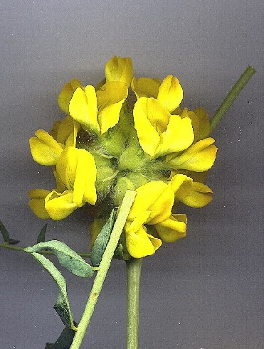 Name:  A.ajubensis.jpg
Views: 811
Size:  67.0 KB