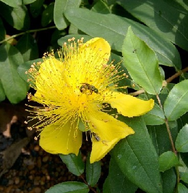 Name:  Hypericum calycinum1.jpg
Views: 7083
Size:  51.0 KB