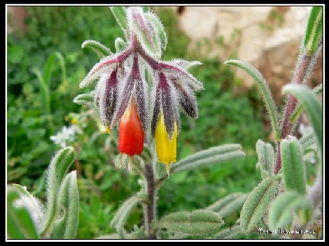 Name:  Onosma aucheranum.jpg
Views: 2523
Size:  59.0 KB