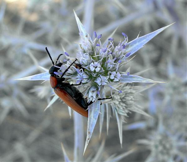 Name:  Eryngium bithynicum.jpg
Views: 1472
Size:  39.9 KB