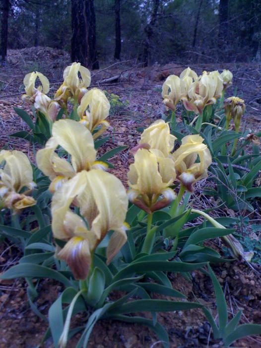 Name:  iris s..jpg
Views: 828
Size:  68.9 KB