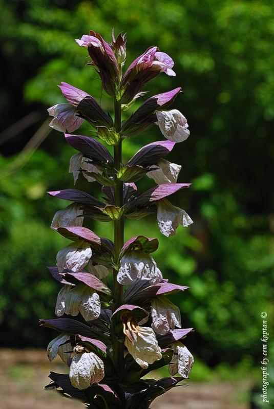Name:  Acanthus_Mollis-ist-Acanthaceae.jpg
Views: 1306
Size:  63.6 KB