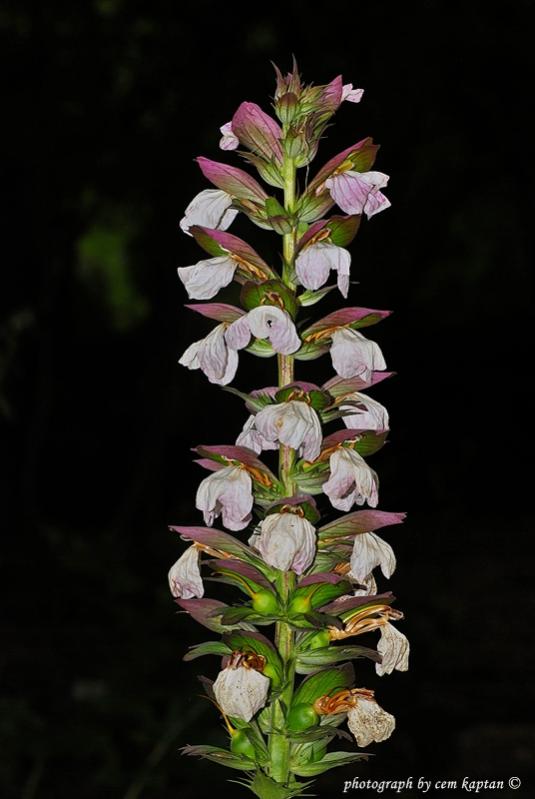 Name:  Acanthus_Mollis-ist-Acanthaceae1.jpg
Views: 1155
Size:  44.1 KB