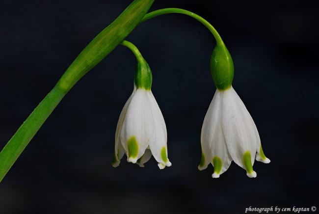 Name:  Galanthus_Nivalis-ist.Amaryllidaceae.jpg
Views: 1287
Size:  18.9 KB