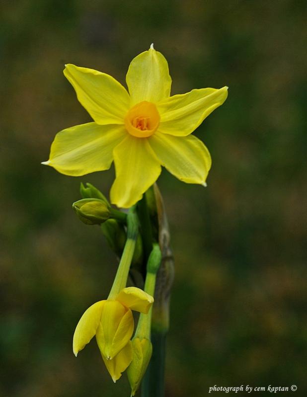 Name:  Narcissus_Assoanus-ist-Amaryllidaceae1.jpg
Views: 871
Size:  36.1 KB