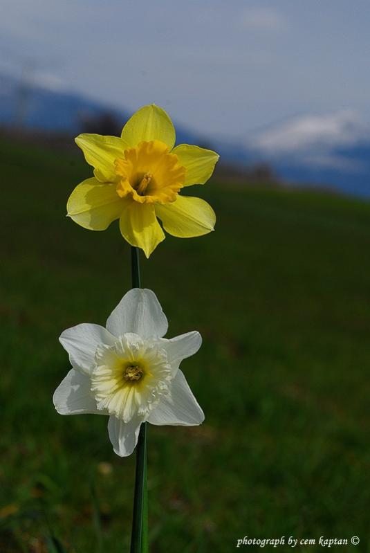 Name:  Narcissus_Pseudonarcissus-ist-Amaryllidaceae.jpg
Views: 1001
Size:  29.3 KB