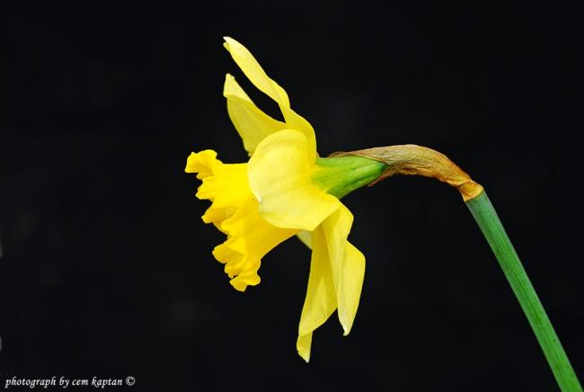 Name:  Narcissus_Pseudonarcissus-Zerrin-ist-Amaryllidaceae.jpg
Views: 1250
Size:  17.8 KB