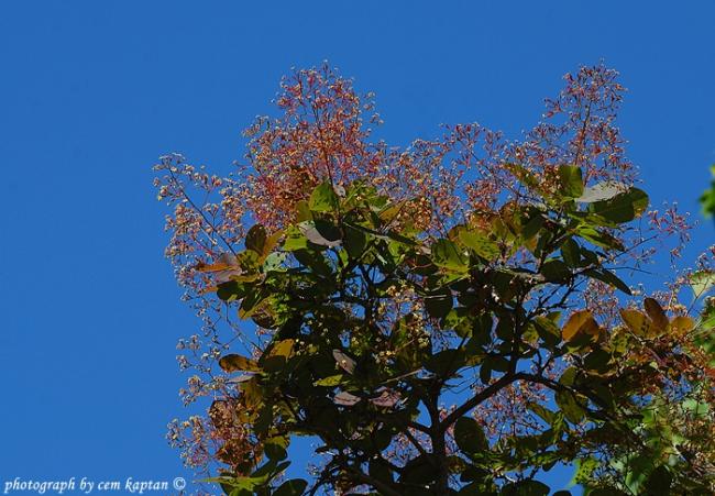 Name:  Cotinus_Coggyria-Anacardiaceae-ist.jpg
Views: 650
Size:  59.2 KB