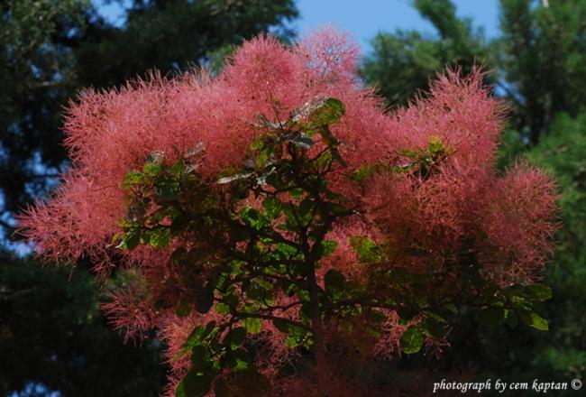 Name:  Cotinus_Coggyria-Anacardiaceae-ist (1).jpg
Views: 868
Size:  50.7 KB