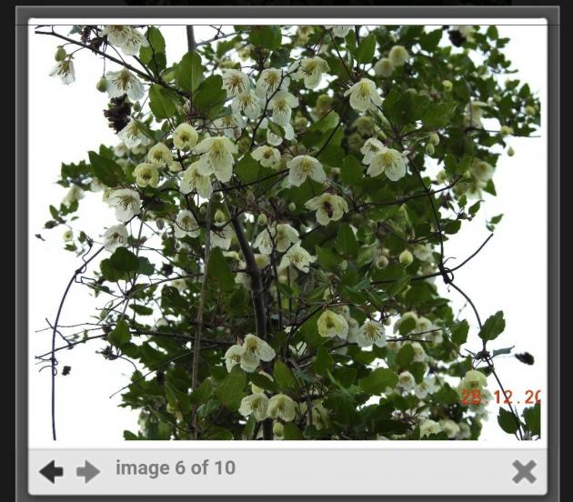 Name:  Screenshot_20241209-203302_Photos~2.jpg
Views: 41
Size:  71.0 KB