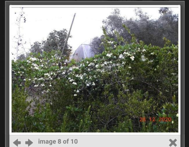 Name:  Screenshot_20241209-203313_Photos~2.jpg
Views: 42
Size:  68.6 KB