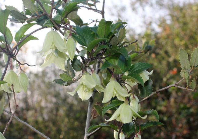 Name:  Clematis-cirrhosa-general-scaled.jpg
Views: 44
Size:  50.3 KB