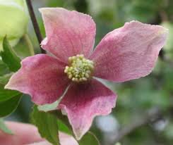 Name:  images (5).jpg
Views: 41
Size:  8.5 KB