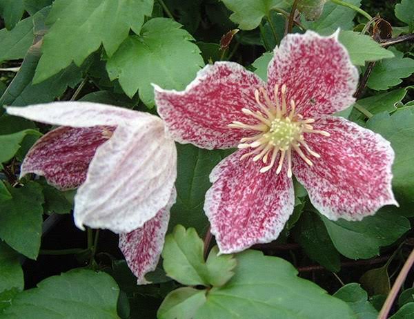 Name:  images (9).jpg
Views: 37
Size:  63.9 KB