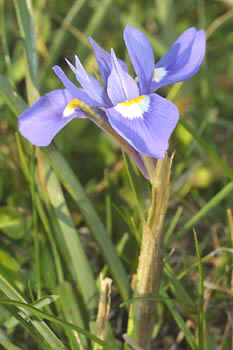 Name:  ginandriris.jpg
Views: 1906
Size:  12.3 KB