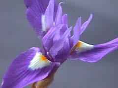 Name:  gynsis44.jpg
Views: 1338
Size:  11.6 KB