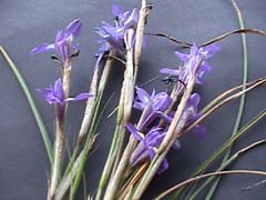 Name:  gynsis53.jpg
Views: 1355
Size:  18.4 KB