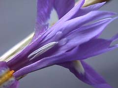 Name:  gynsis41.jpg
Views: 1353
Size:  13.0 KB