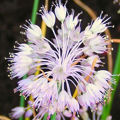 Name:  a.olympicum.jpg
Views: 5989
Size:  43.3 KB