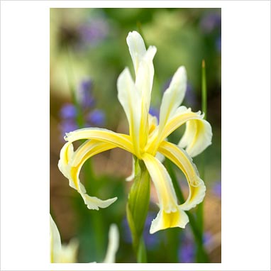 Name:  Ir.kerneriana.jpg
Views: 1804
Size:  55.4 KB