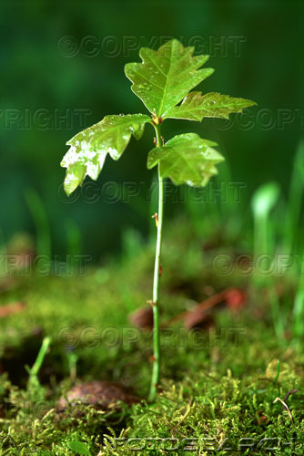 Name:  5019-114.jpg
Views: 9111
Size:  42.4 KB