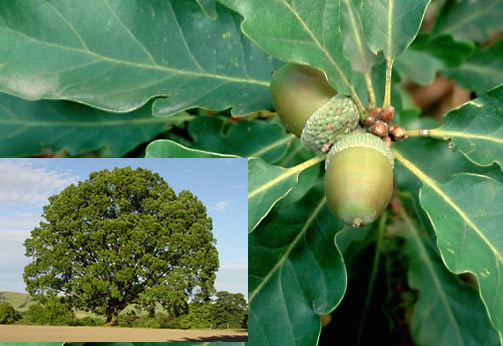 Name:  Quercus-petraea-Sessile-oak-tree-ir.jpg
Views: 9992
Size:  59.0 KB