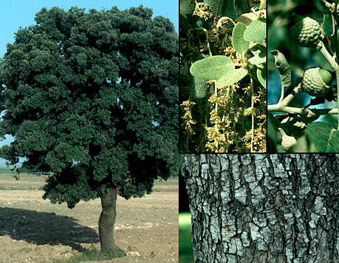 Name:  Quercusilex.jpg
Views: 3158
Size:  41.9 KB
