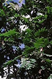 Name:  50372300.jpg
Views: 3145
Size:  25.9 KB
