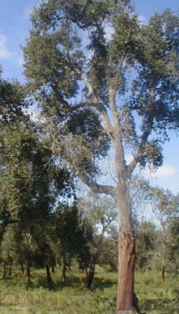 Name:  450px-Quercus_suber_Maamora_Forest_Morokko.jpg
Views: 8191
Size:  32.4 KB
