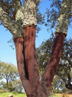 Name:  cork-oak-photo.jpg
Views: 9604
Size:  19.0 KB