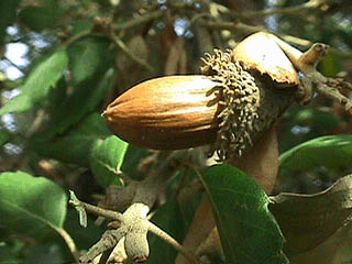 Name:  fruit.jpg
Views: 8520
Size:  20.2 KB