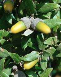 Name:  quercus ilex- prnal mee.jpg
Views: 8424
Size:  13.2 KB