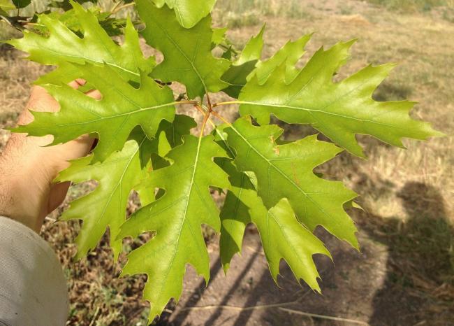 Name:  Quercus rubra yaz.jpg
Views: 1467
Size:  52.5 KB