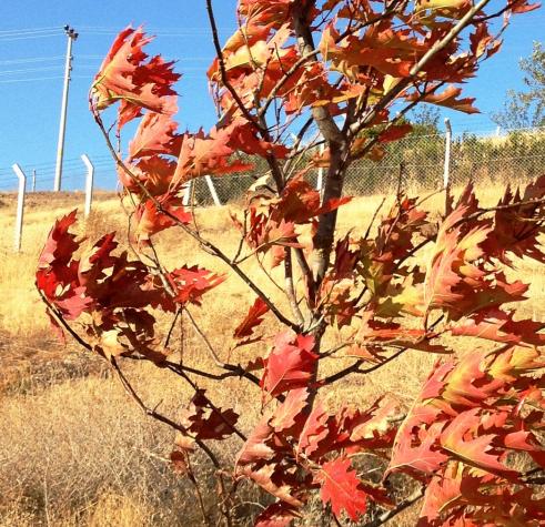 Name:  Quercus rubra guz.jpg
Views: 1257
Size:  77.0 KB