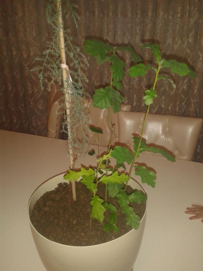Name:  IMG-20170517-WA0008.jpg
Views: 751
Size:  56.9 KB