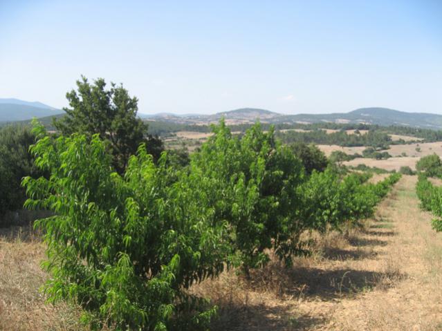Name:  Nektarinler.jpg
Views: 2784
Size:  51.2 KB