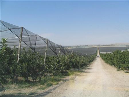 Name:  BUR-TARIM-2006 031 (Large) (Custom).JPG
Views: 5277
Size:  21.0 KB