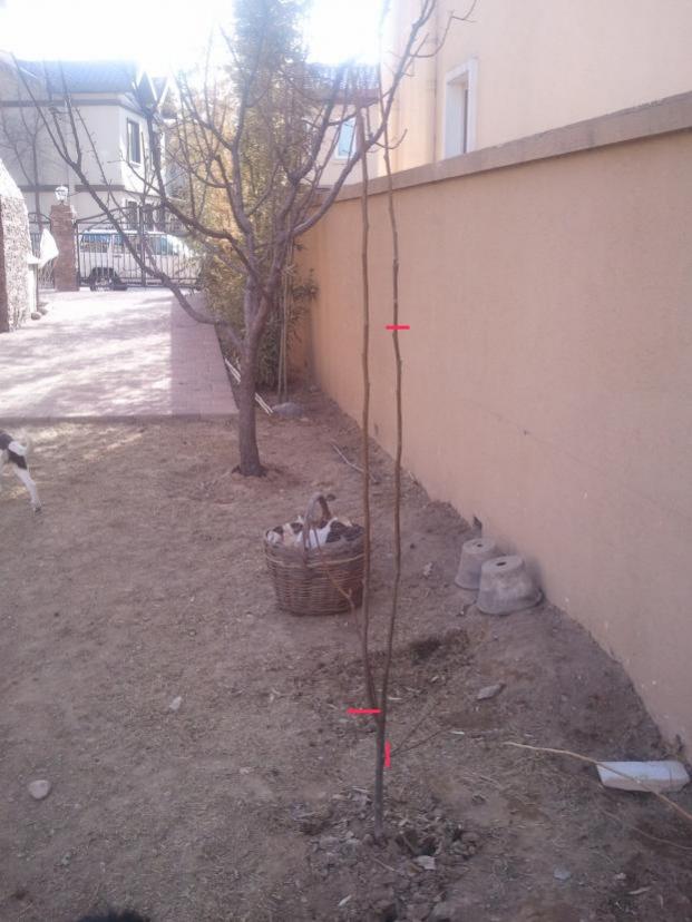 Name:  KORE ARMUT 1-2 budama.jpg
Views: 1867
Size:  62.7 KB