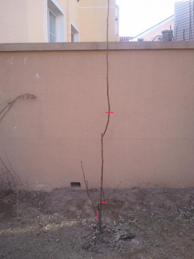 Name:  KORE ARMUT 2 budama.jpg
Views: 1919
Size:  51.2 KB