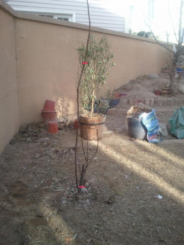 Name:  KORE ARMUT 2.1 budama.jpg
Views: 1927
Size:  62.7 KB